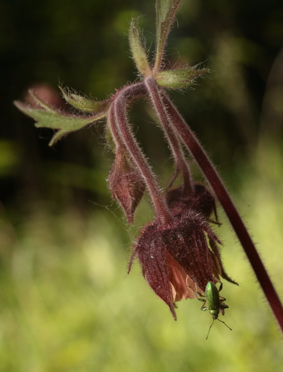 Гравилат многолетний