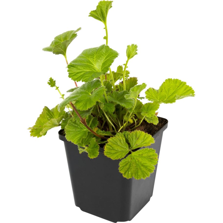 Гравилат Боризин