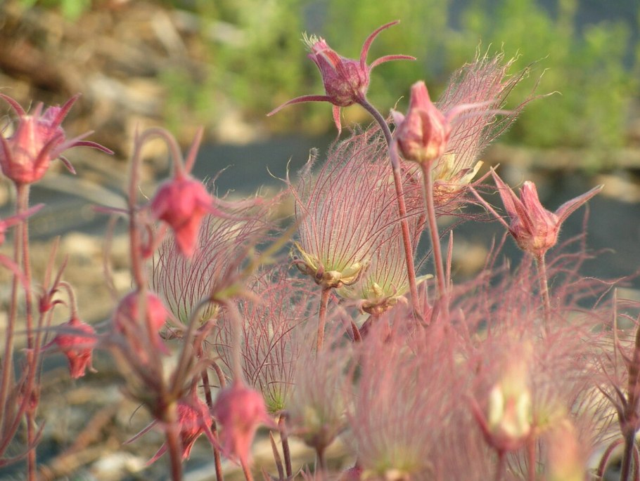 Гравилат трифлорум