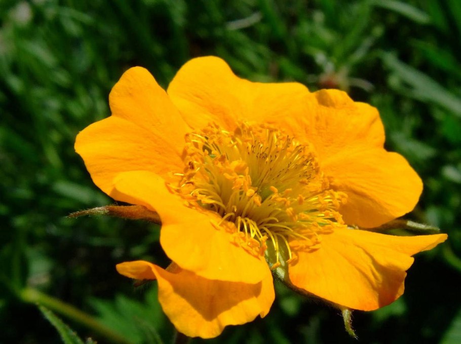 Гравилат в кашпо