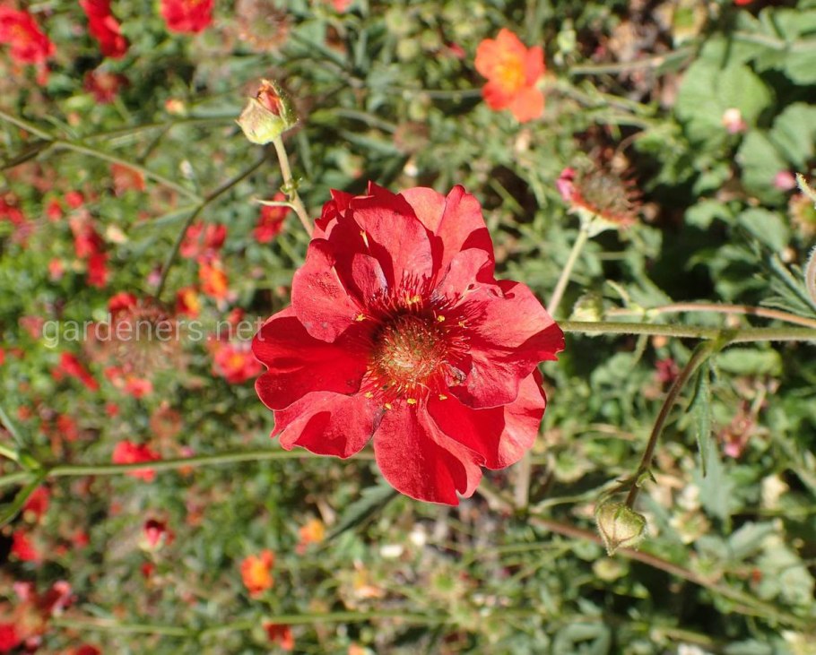 Гравилат Алеппский