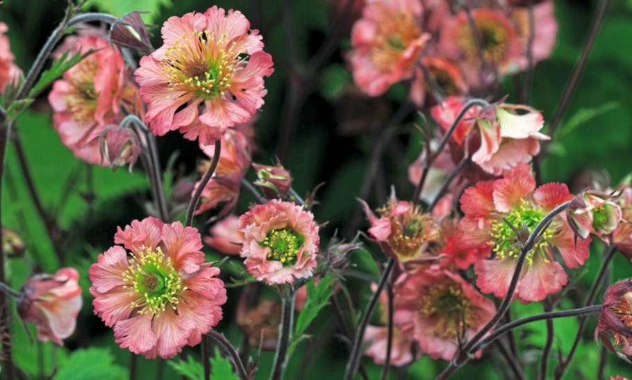 Гравилат pink petticoats