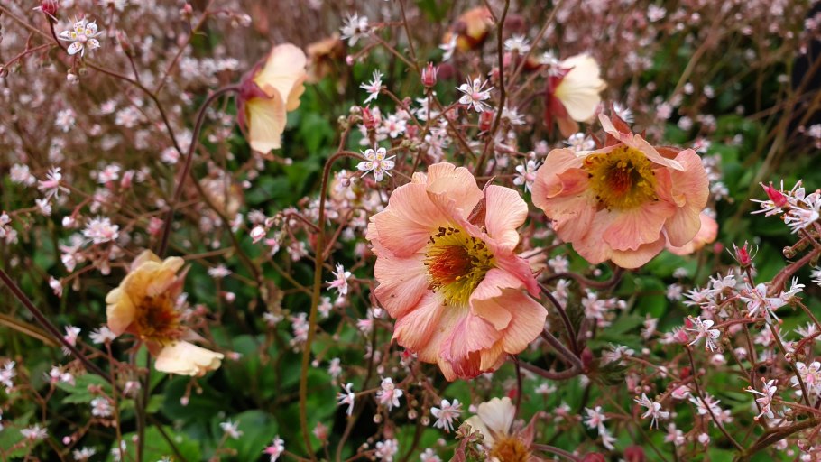 Гравилат Geum "Cosmopolitan"