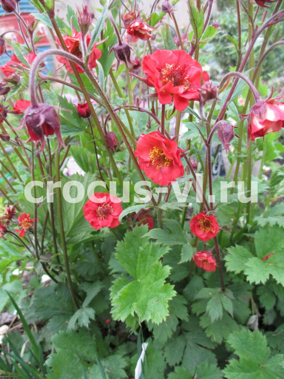 Гравилат гибридный Flame of passion*