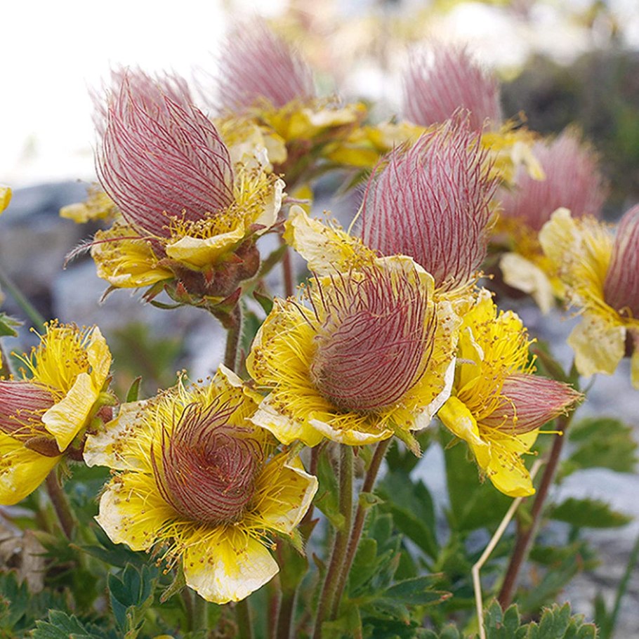 Гравилат Алеппский