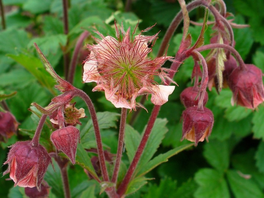 Гравилат Geum Scarlet Tempest