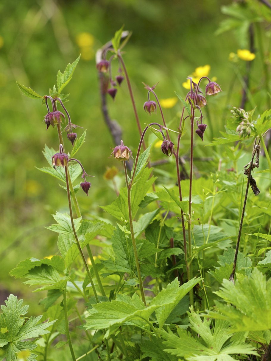 Гравилат Алеппский листья