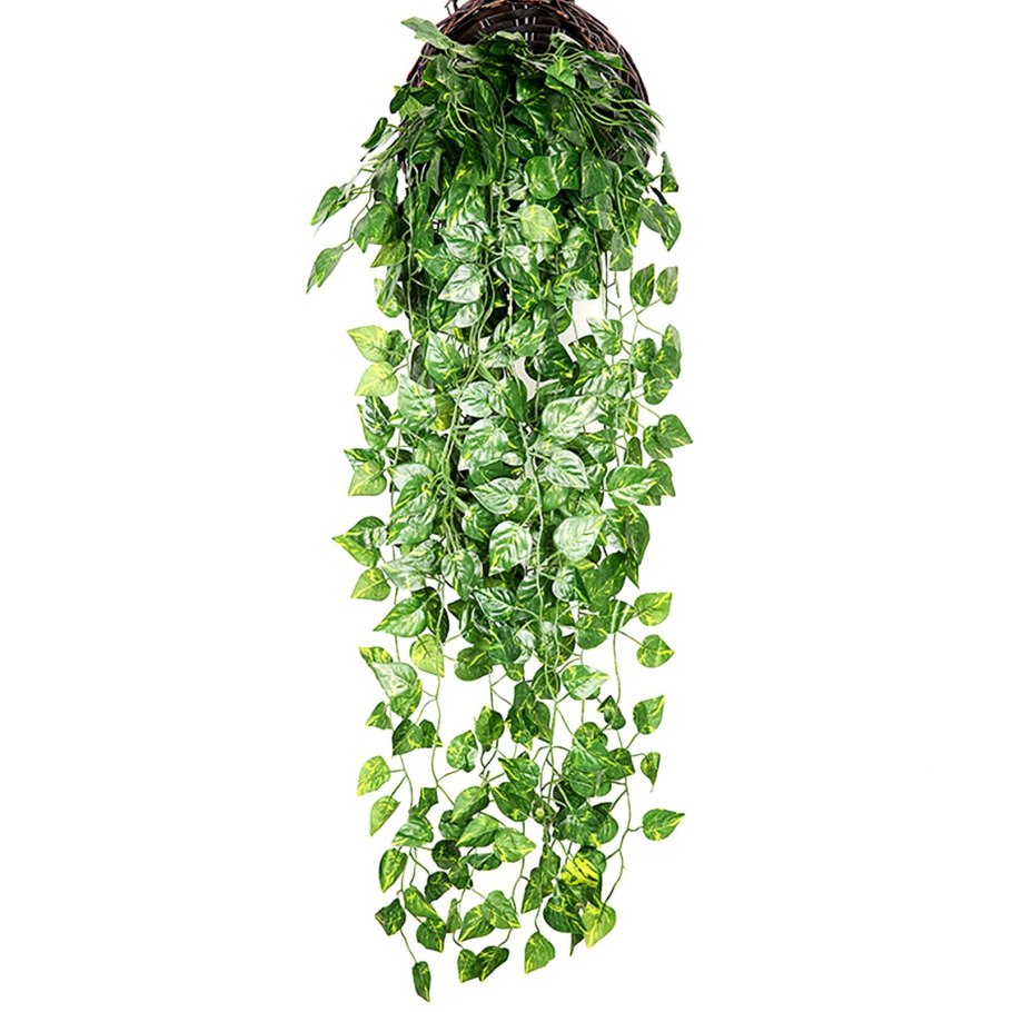 Сциндапсус лимонный