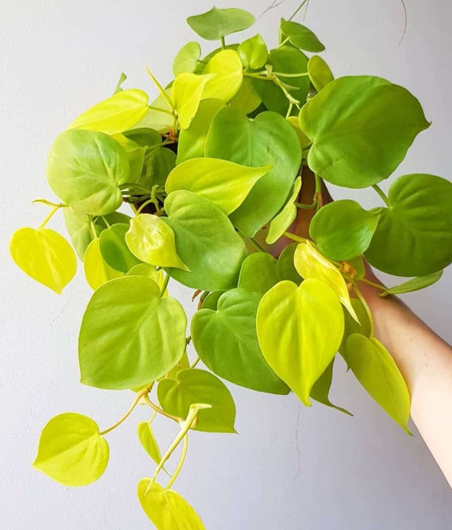 Эпипремнум Голден Квин