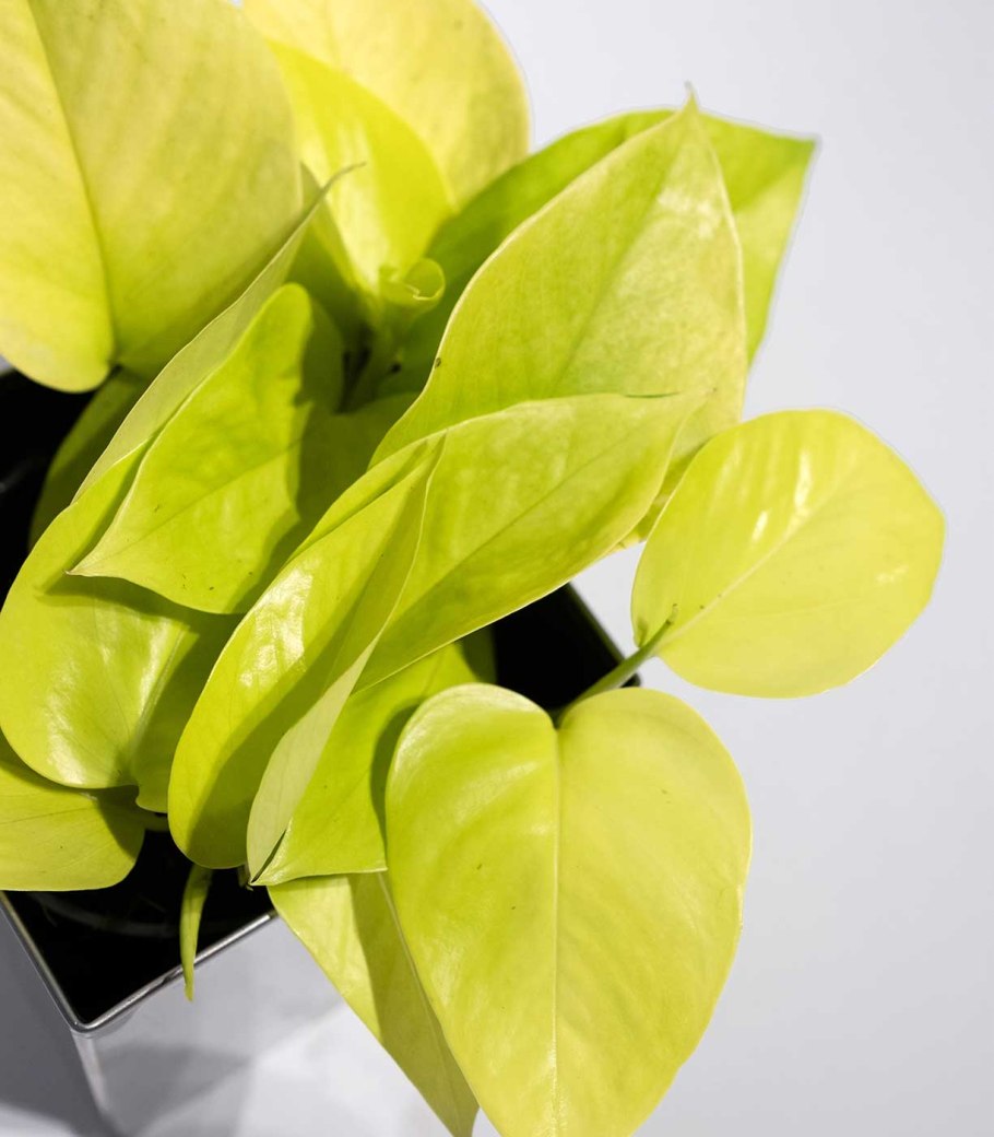 Эпипремнум Golden Pothos