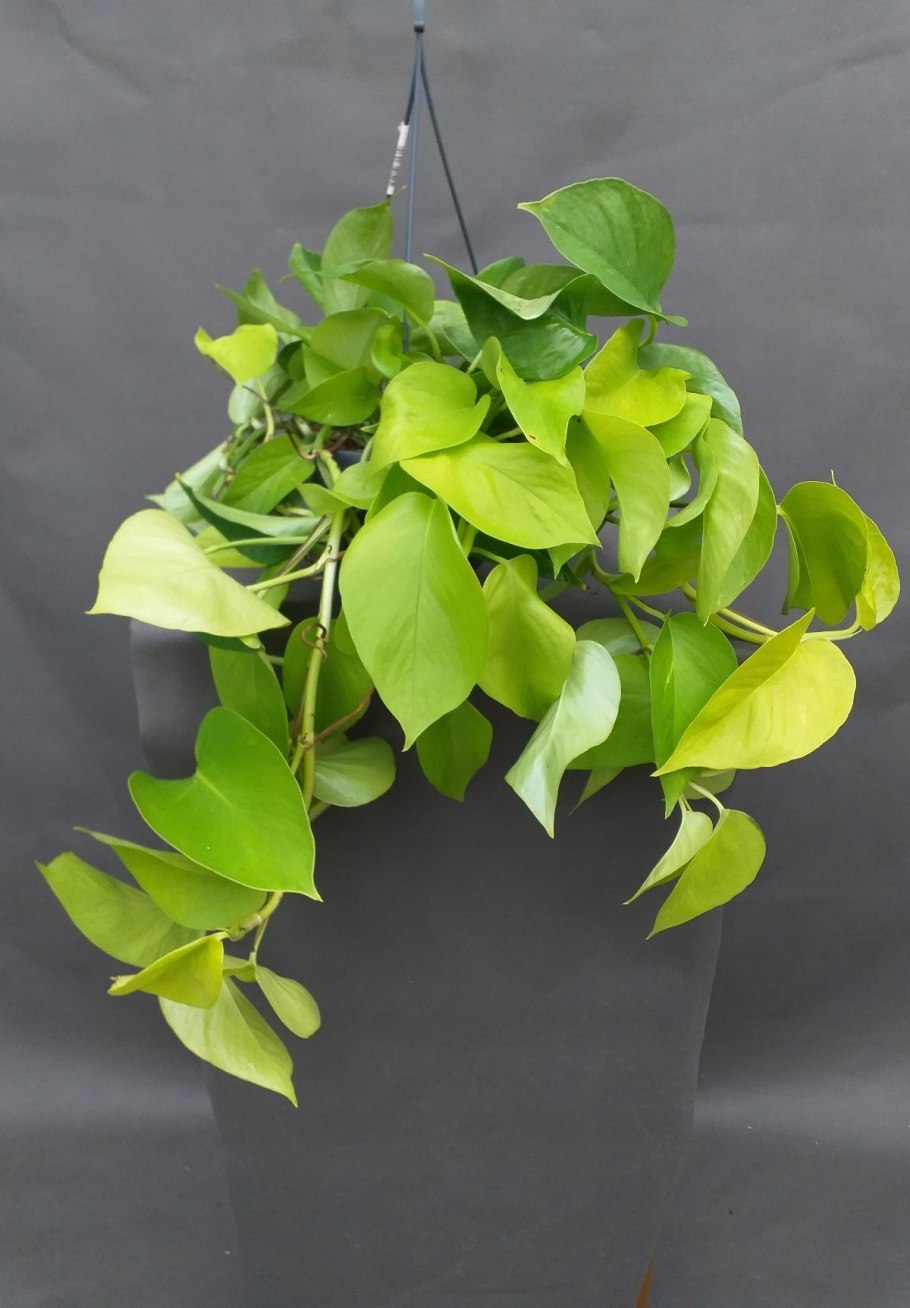 Лиана сциндапсус