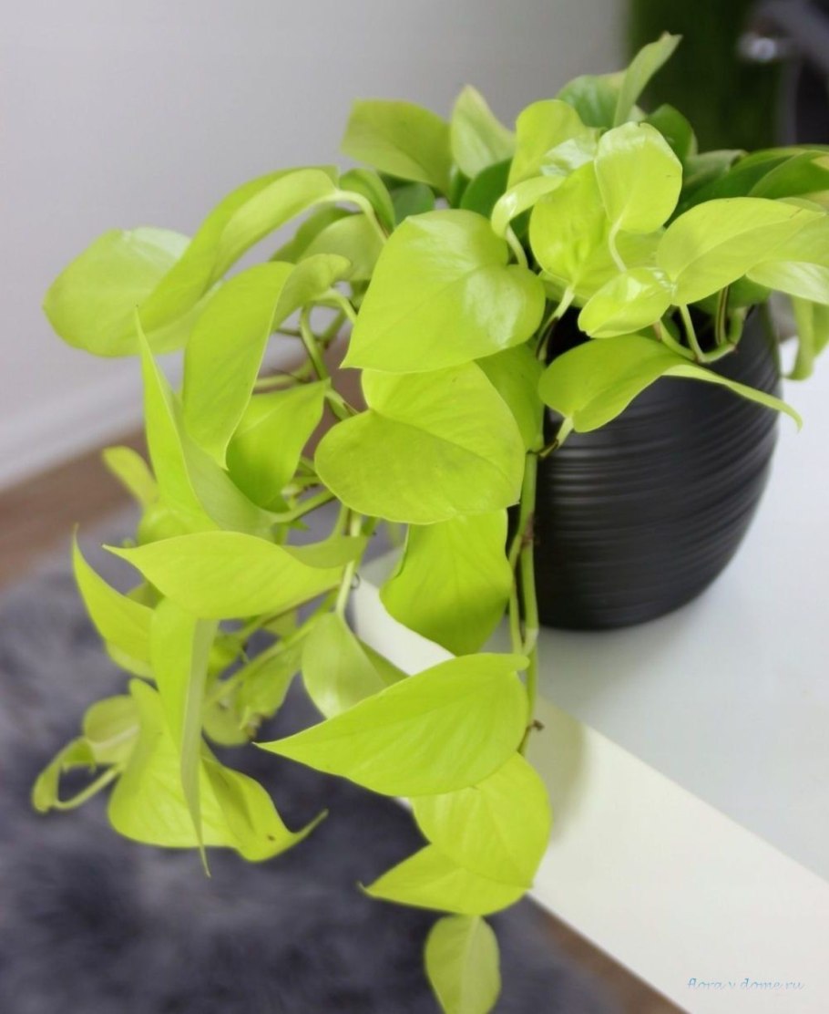 Филодендрон неон