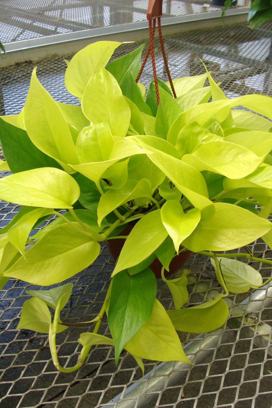 Сциндапсус Эпипремнум