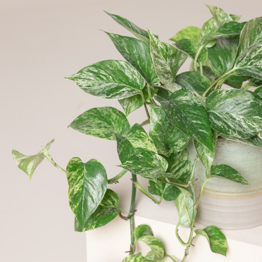 Сциндапсус Эпипремнум