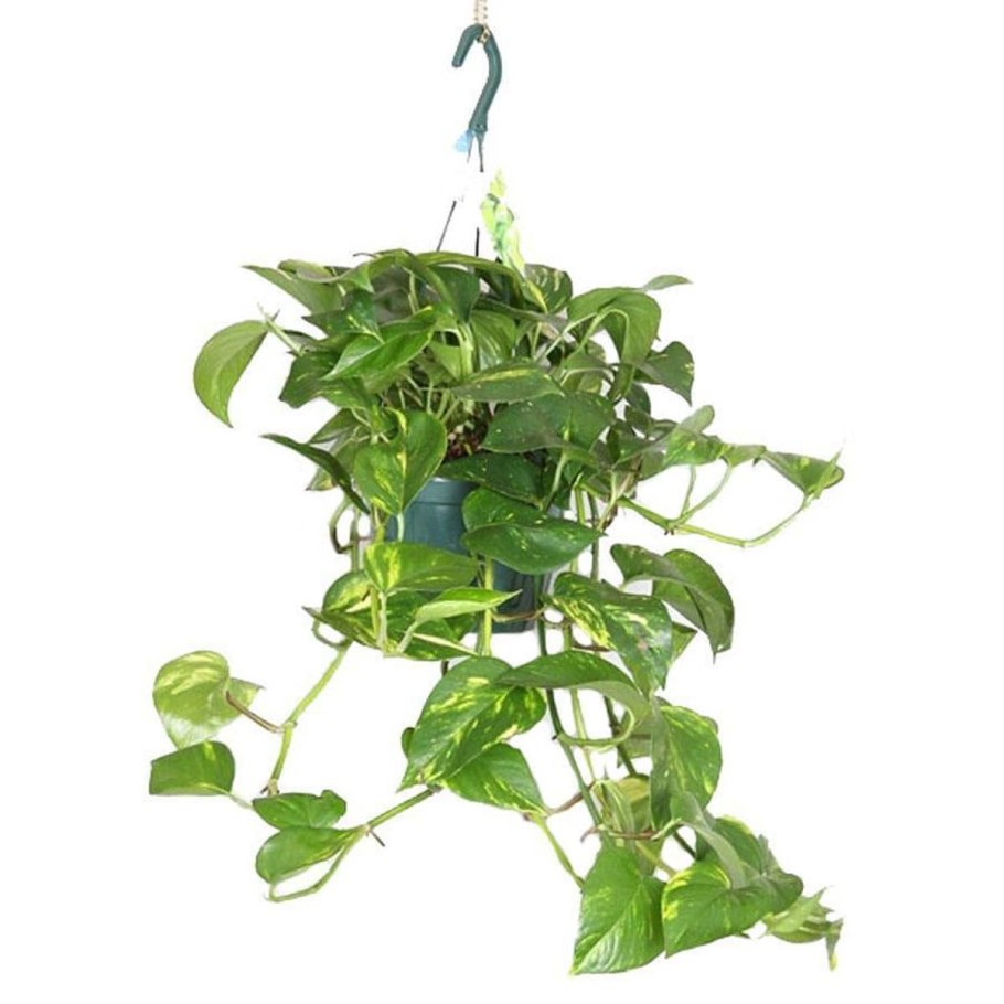 Эпипремнум микс d12