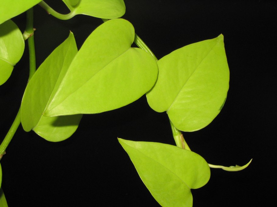 Эпипремнум Голден неон