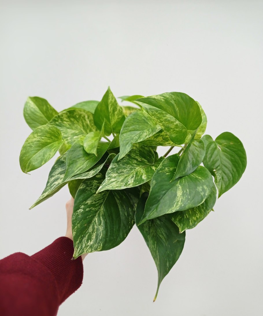 Эпипремнум Грин сатин