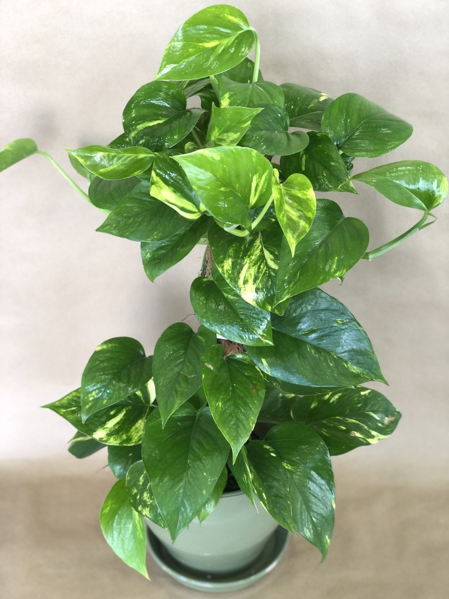 Эпипремнум Голден неон