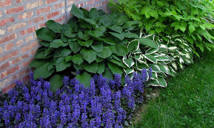 Живучка тенелюбивые