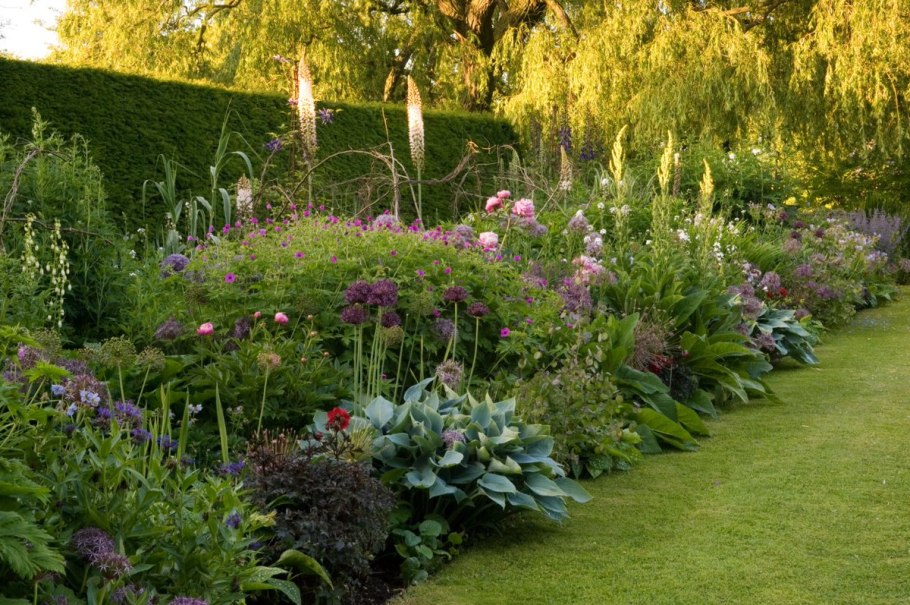 Волжанка двудомная (Aruncus dioicus)