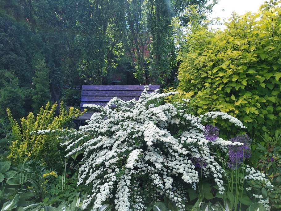 Миксбордер со спиреей