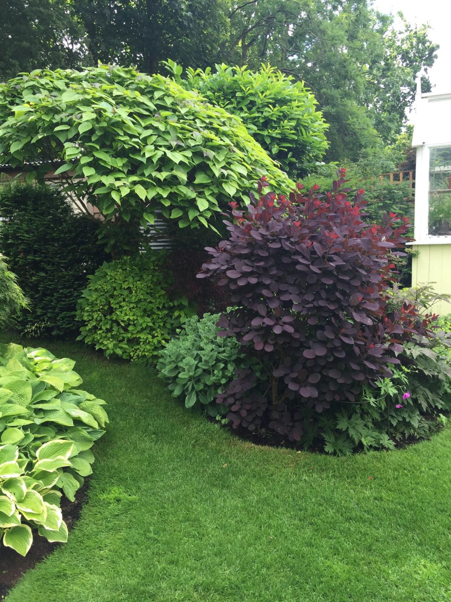 Хоста теневыносливая