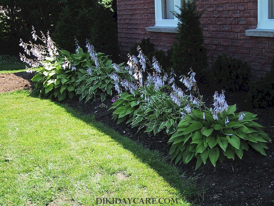 Тенистый хвойный палисадник