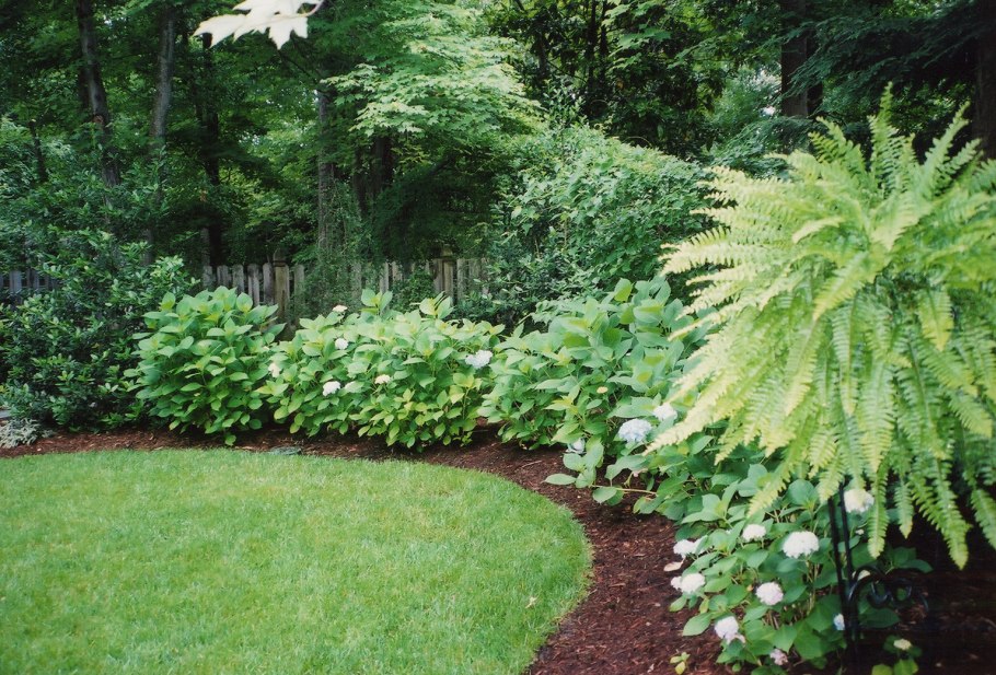 Волжанка китайская (Aruncus sinensis &#96;Zweiweltenkind&#96;)