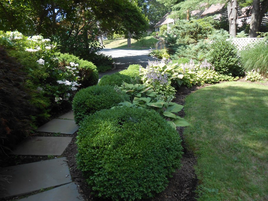 Спирея серая Грефшейм