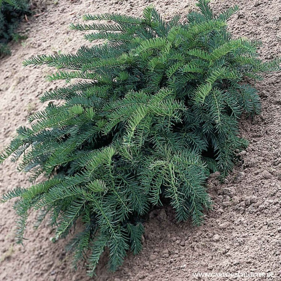 Тис Taxus cuspidata Nana