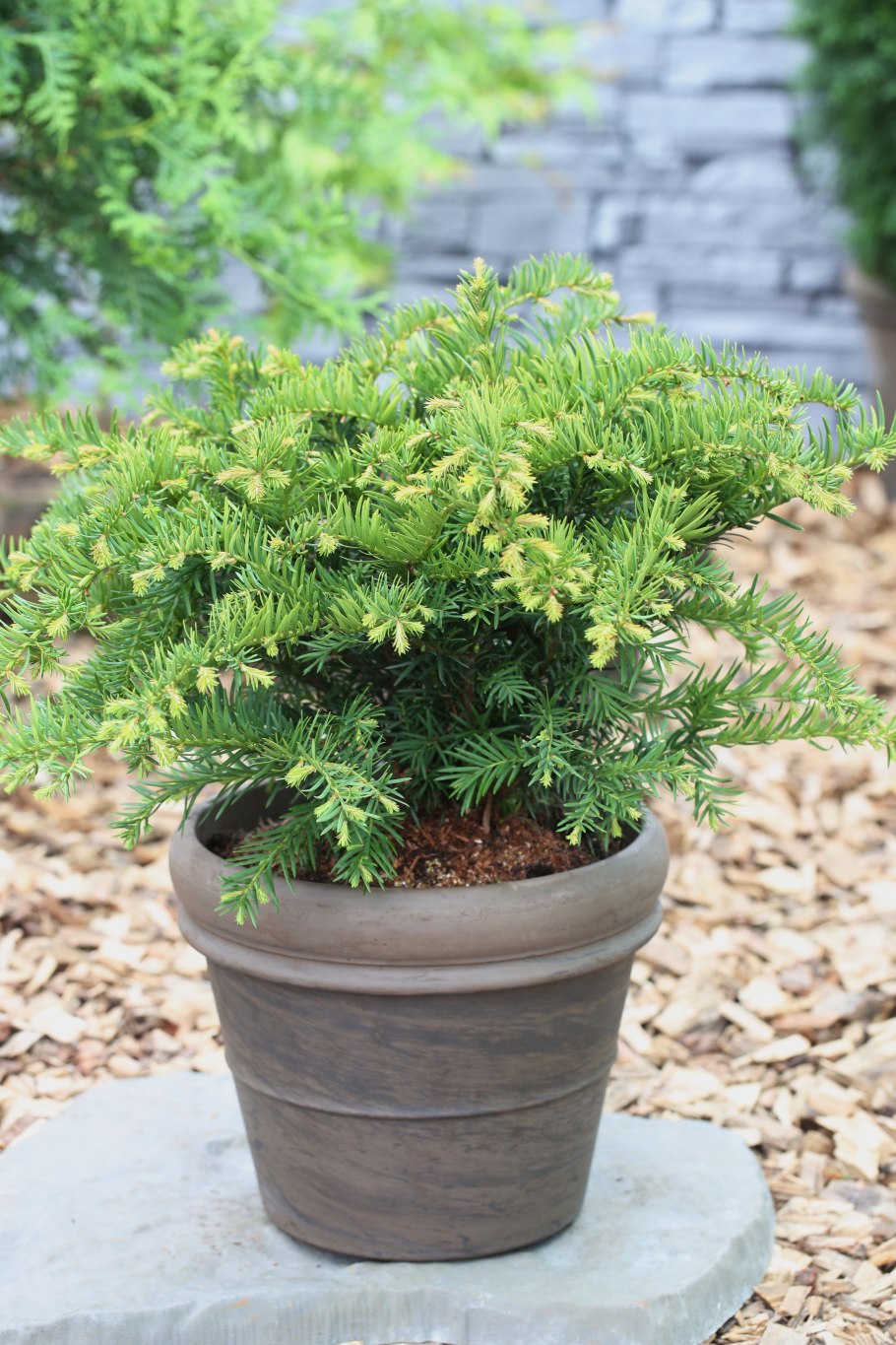 Туя Денсиформис