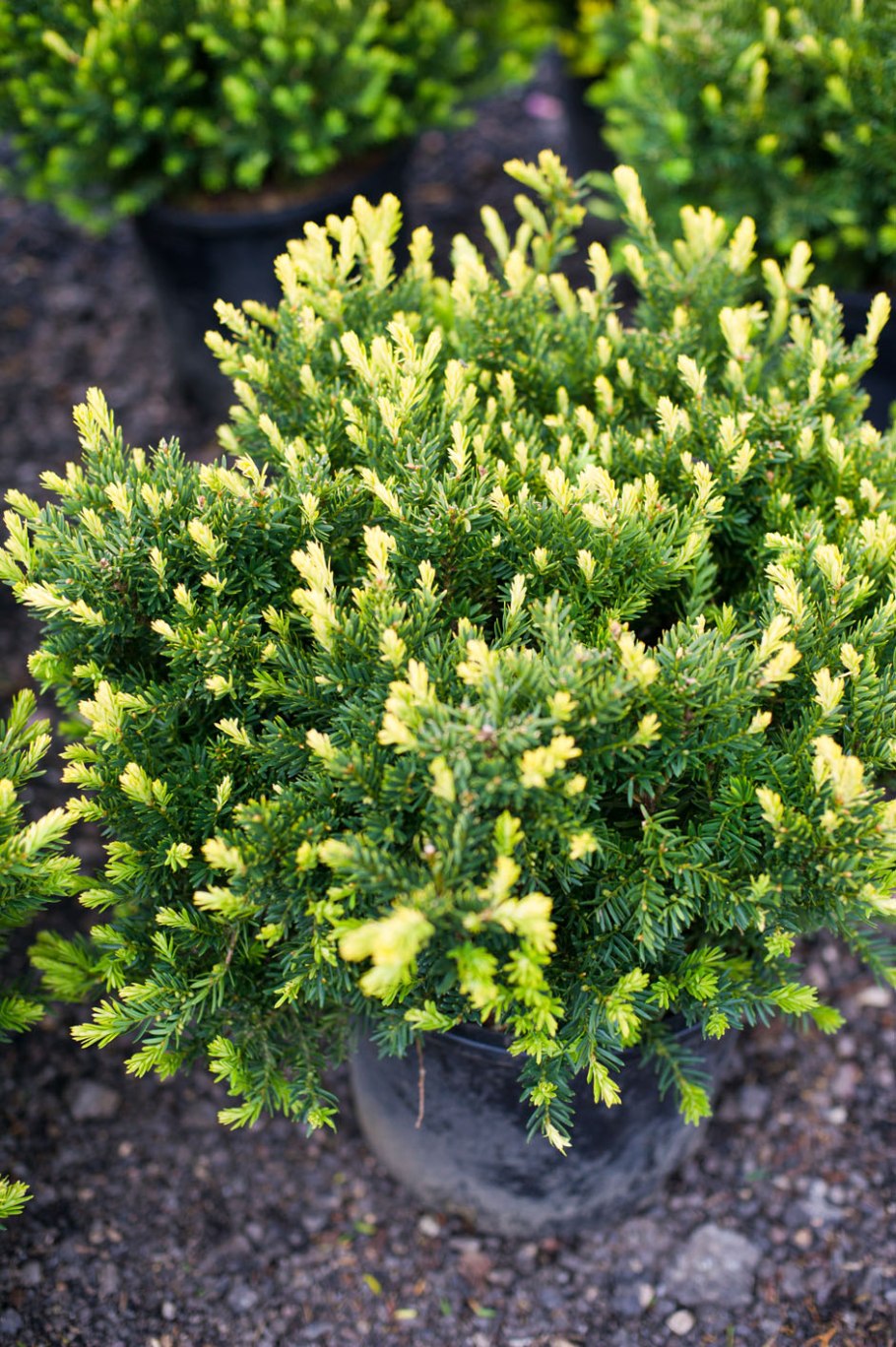 Тис Элегантиссима (Taxus baccata elegantissima)