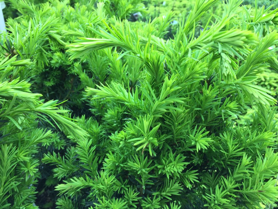 Тис ягодный Taxus baccata elegantissima