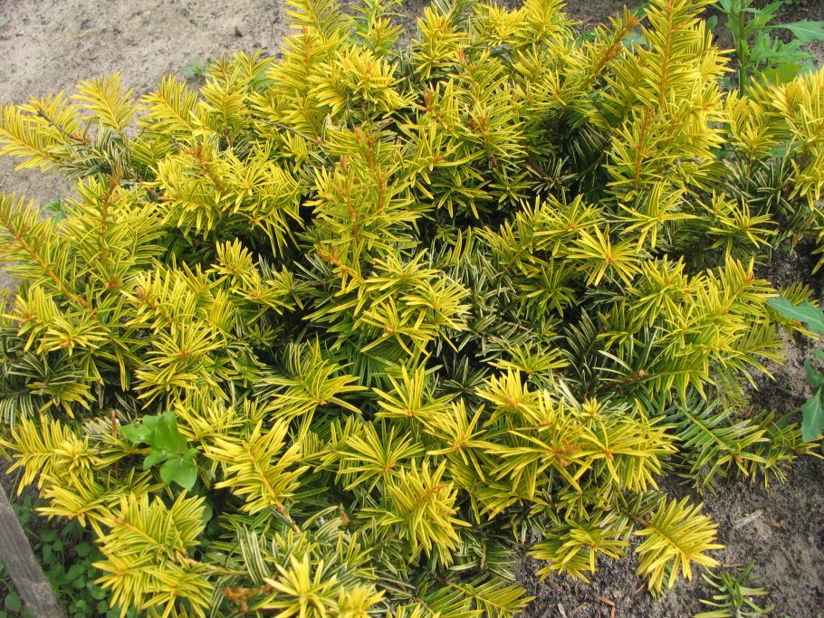 Тисс канадский (Taxus canadensis