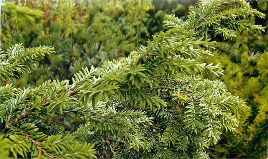 Тисс ягодный Живая изгородь