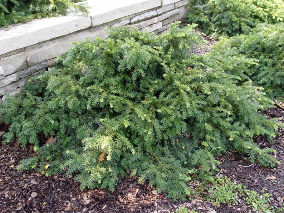 Тисс Taxus baccata