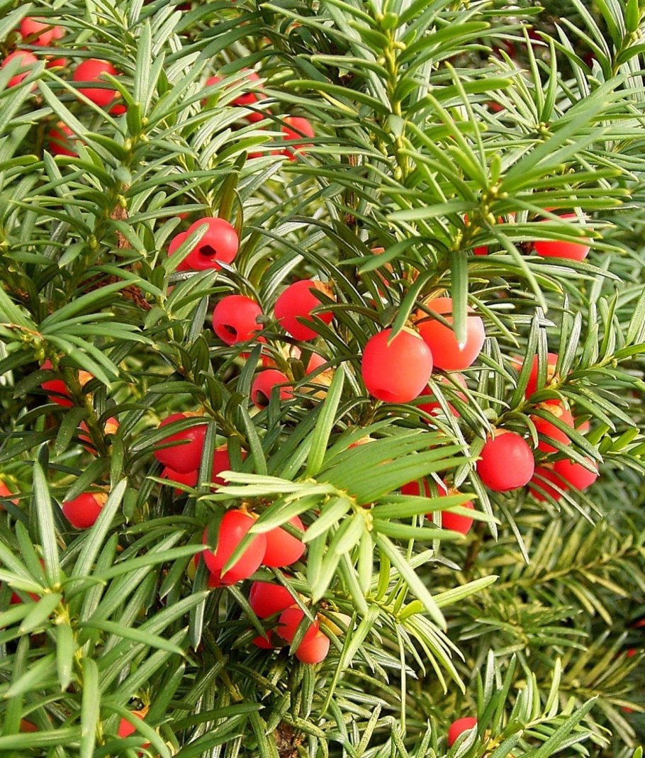 Тисс Taxus baccata
