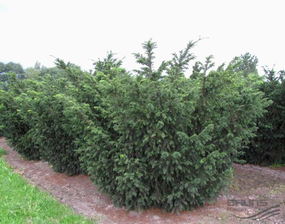 Канадский тис Taxus canadensis