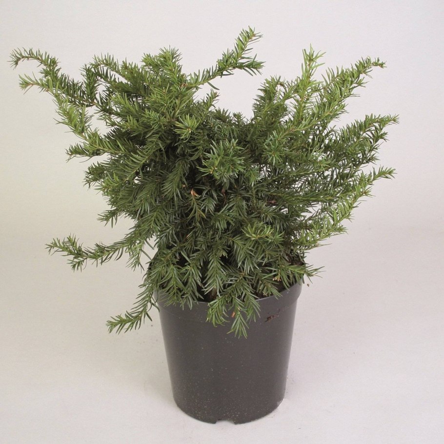 Тис ягодный