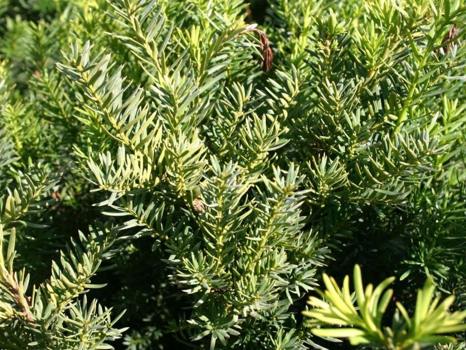 Тис Taxus cuspidata Nana