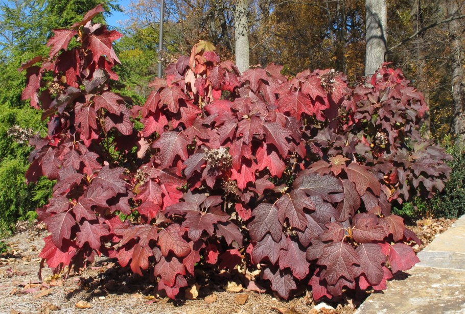 Гортензия дуболистная Burgundy