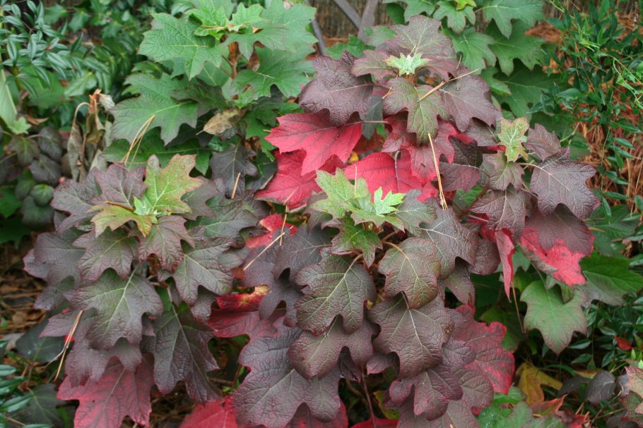 Гортензия дуболистная бургунди, p12 *