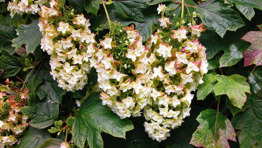 Гортензия дуболистная Сноуфлейк