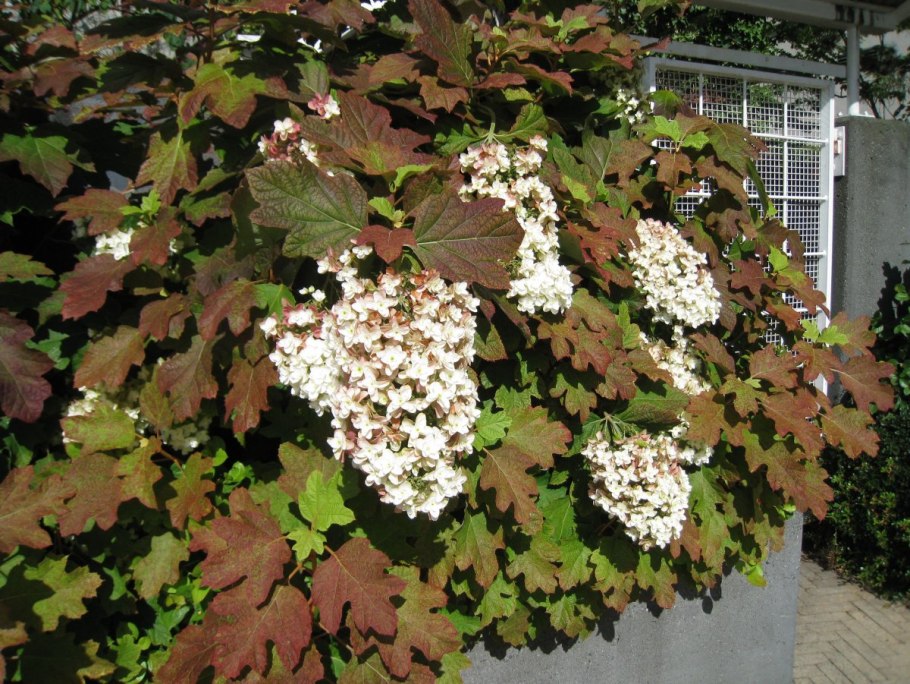 Гортензия дуболистная аметист