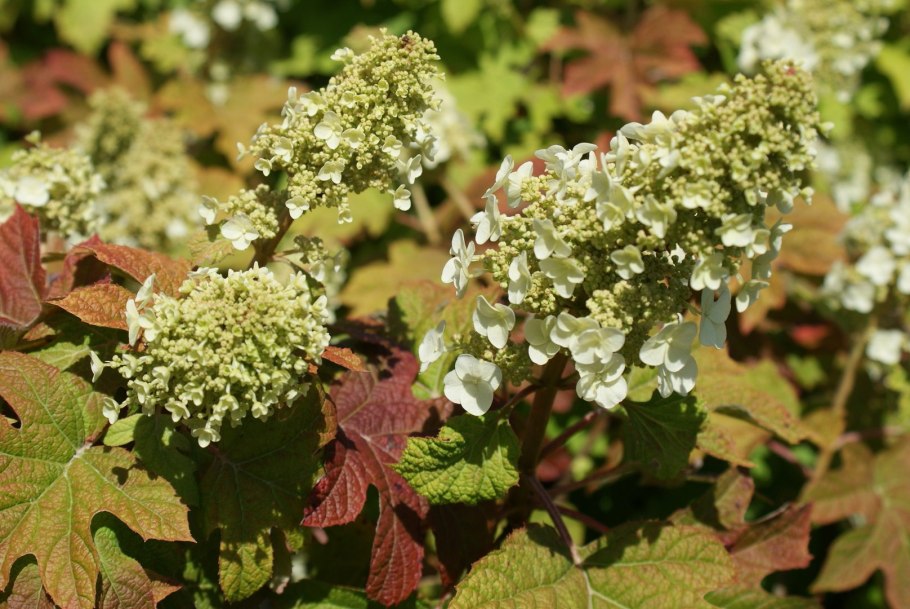 Гортензия дуболистная пи ви