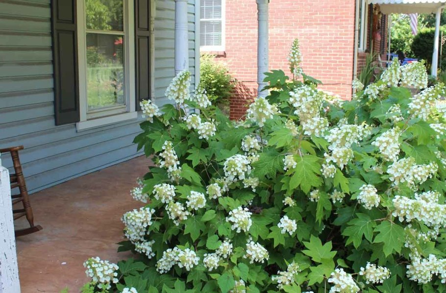 Гортензия бургундия дуболистная