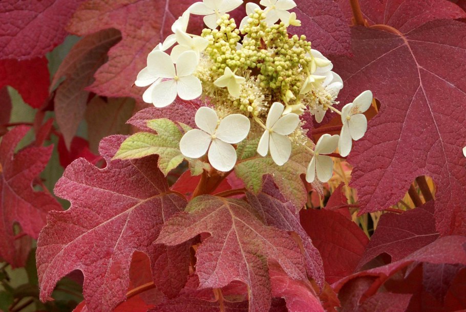 Гортензия дуболистная (Hydrangea quercifolia Burgundy) p12