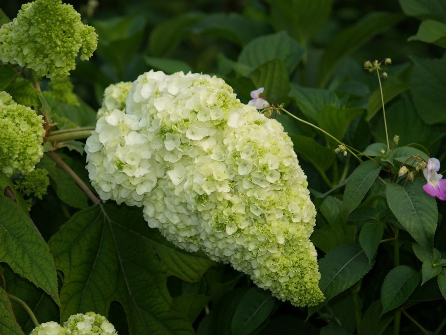 Гортензия дуболистная Snow Queen