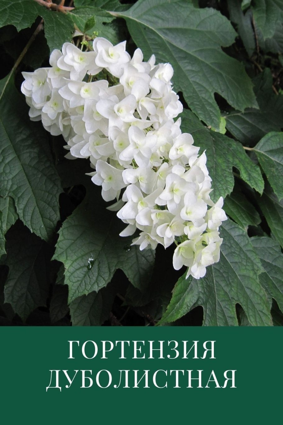 Гортензия дуболистная Munchkin