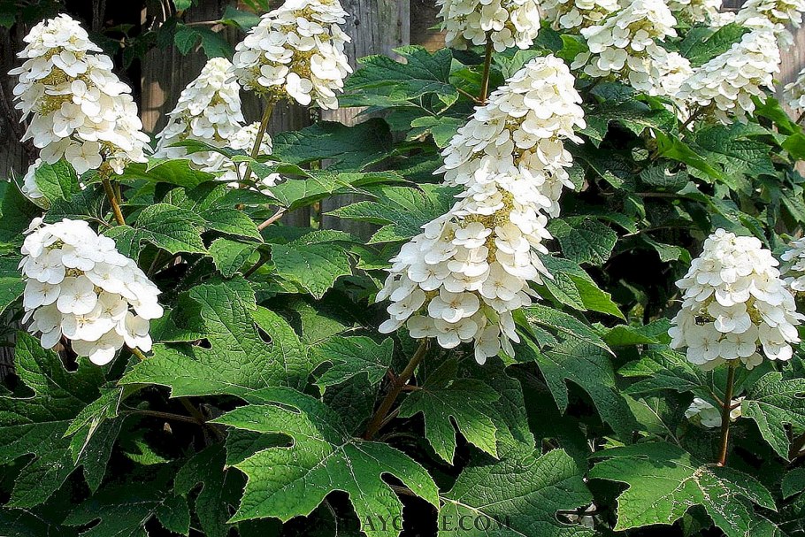 Гортензия Бургундия дуболистная